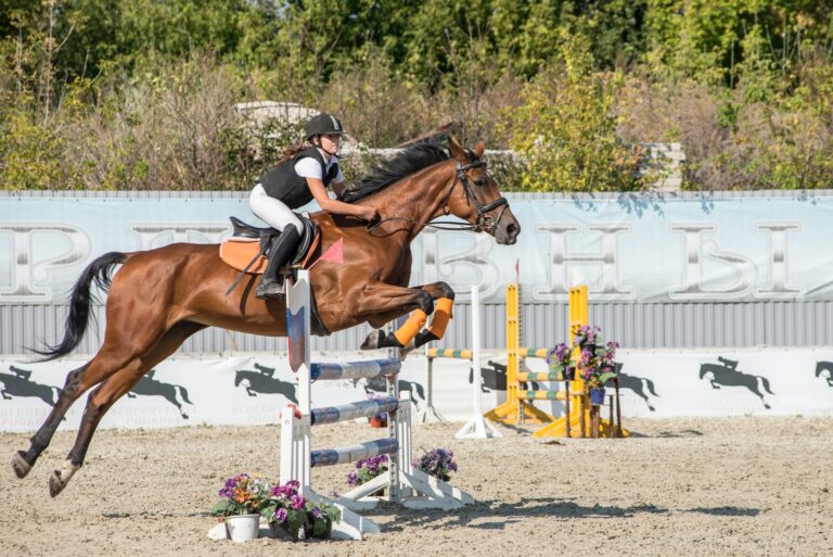 Tips For Choosing the Right Horse Jump Walls