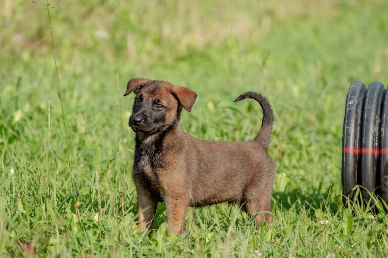 Tips And Tricks For Training A New Puppy