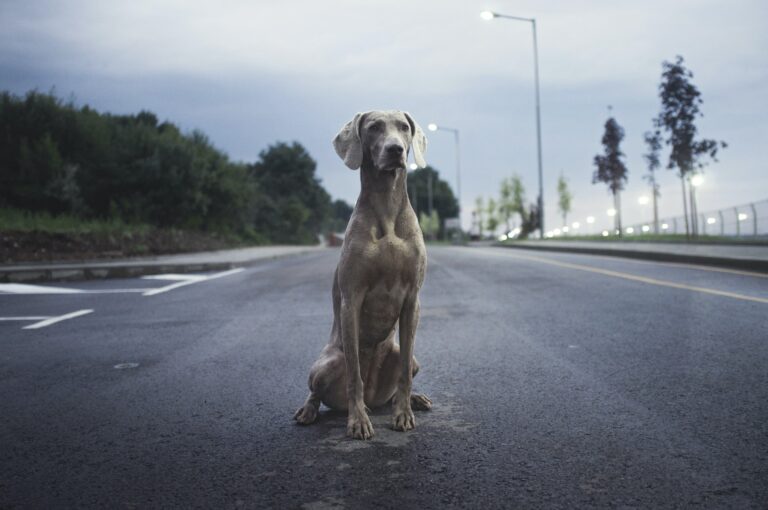 How Animal Welfare Organizations Are Helping Animals in Natural Disasters