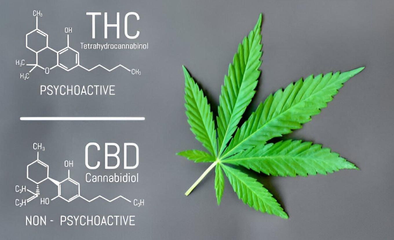 understanding the revolution of cannabis compounds cbd and thc